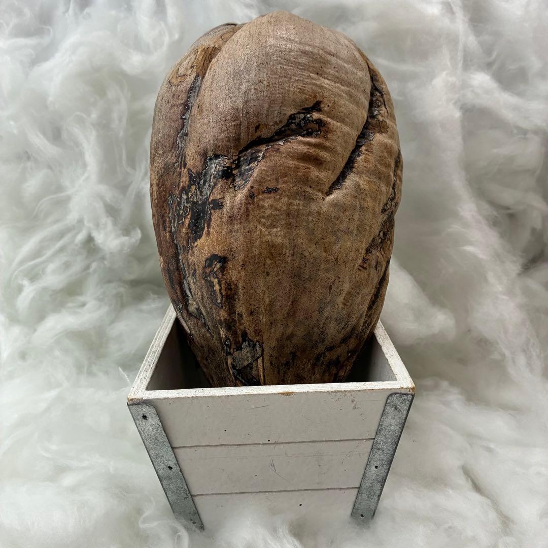 スピリチュアル　幸運のヤシの実　金運　子宝　健康運　開運　風水　入手困難