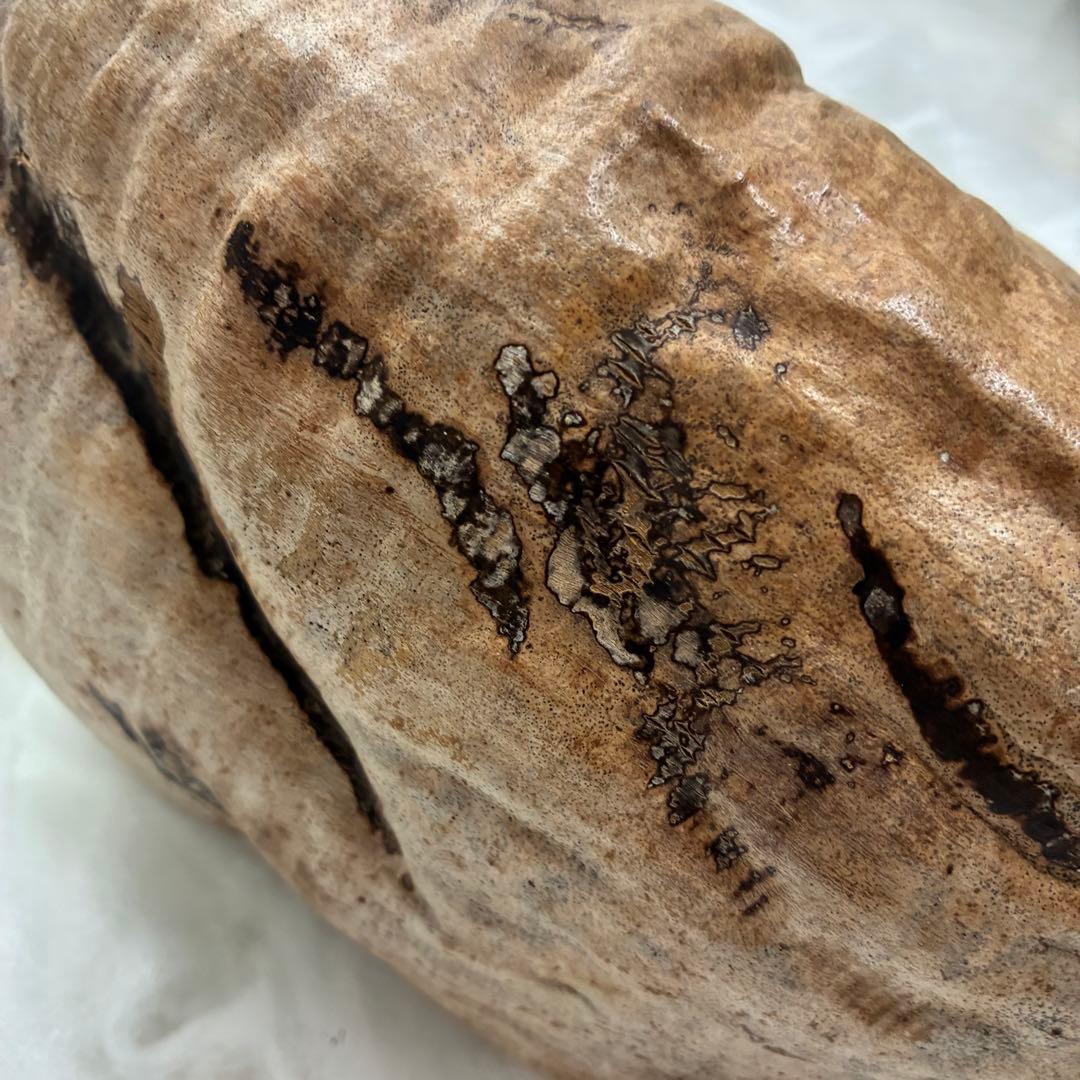 スピリチュアル　幸運のヤシの実　金運　子宝　健康運　開運　風水　入手困難