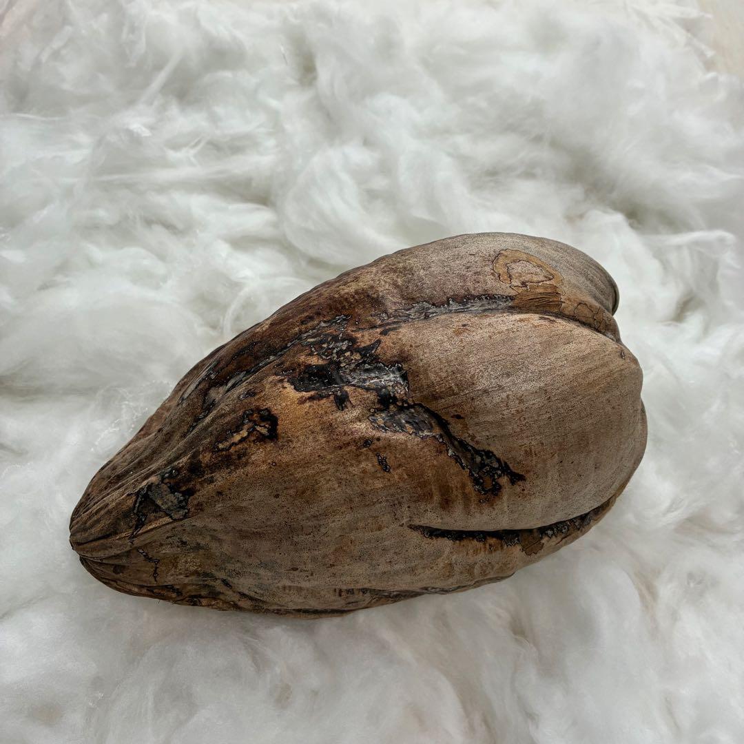 スピリチュアル　幸運のヤシの実　金運　子宝　健康運　開運　風水　入手困難