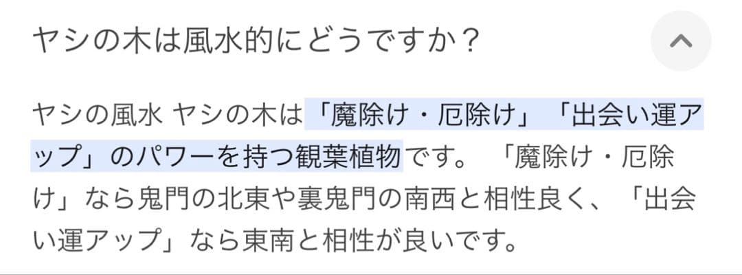 スピリチュアル　幸運のヤシの実　金運　子宝　健康運　開運　風水　入手困難
