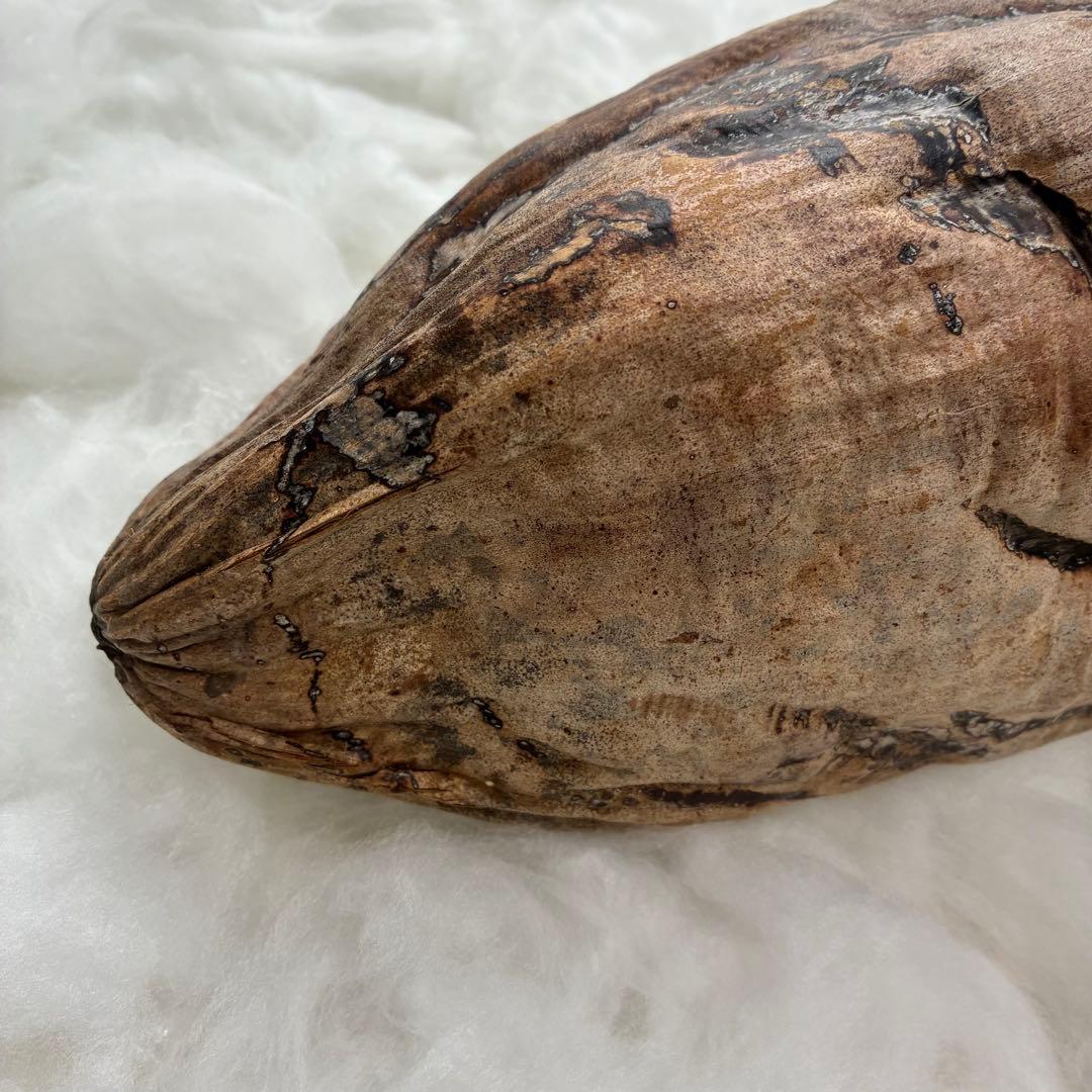 スピリチュアル　幸運のヤシの実　金運　子宝　健康運　開運　風水　入手困難