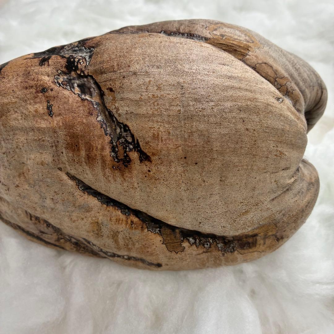 スピリチュアル　幸運のヤシの実　金運　子宝　健康運　開運　風水　入手困難