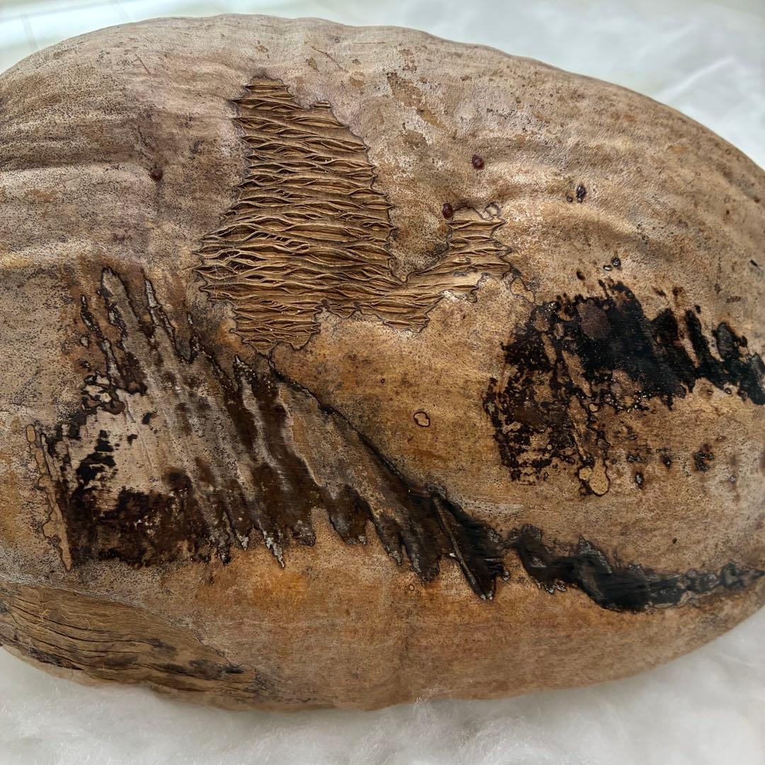 スピリチュアル　幸運のヤシの実　金運　子宝　健康運　開運　風水　入手困難