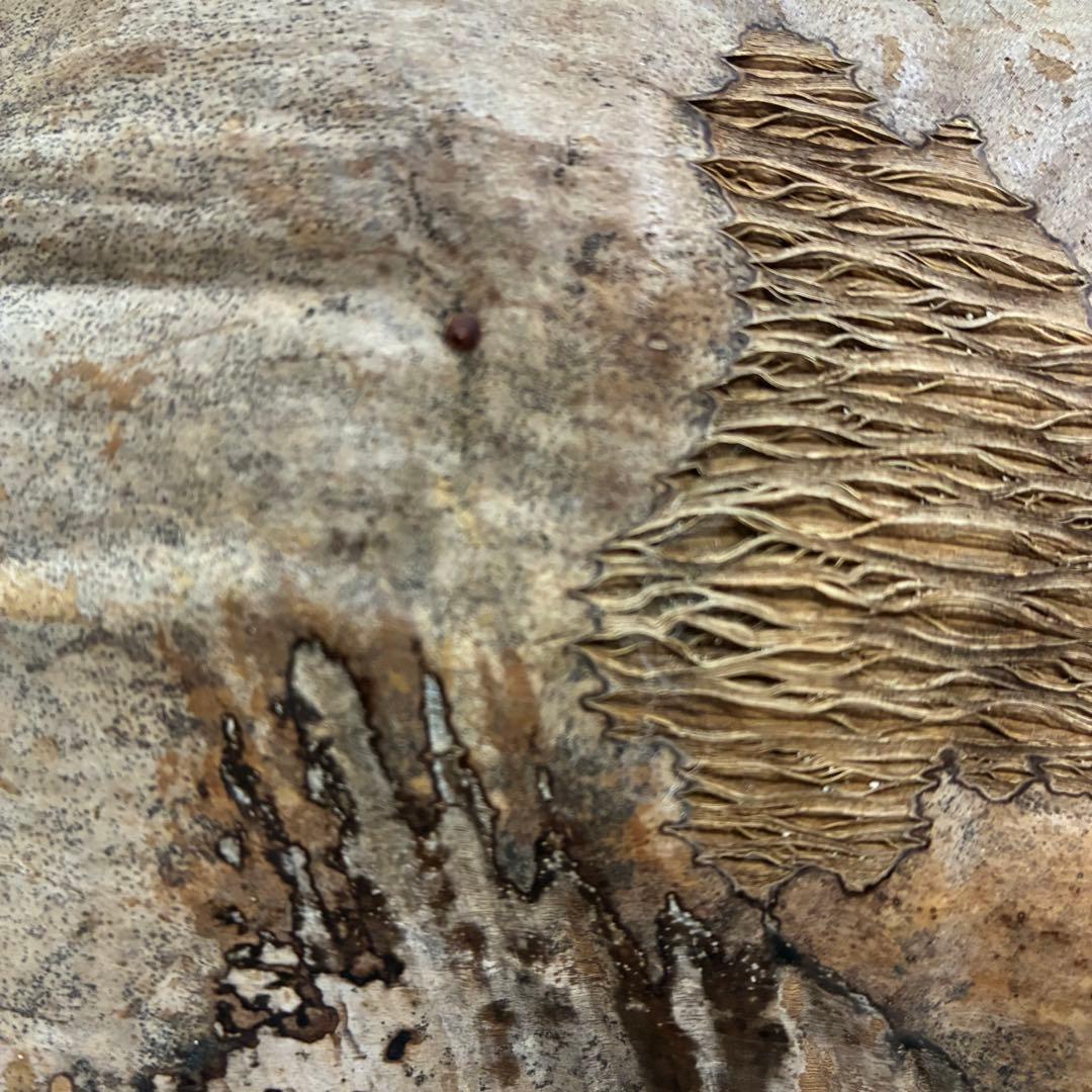 スピリチュアル　幸運のヤシの実　金運　子宝　健康運　開運　風水　入手困難