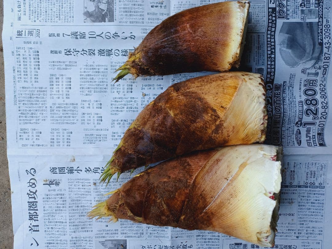 【10キロ：02】千葉県産たけのこ