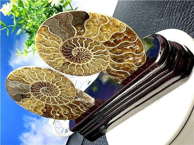 ★貴重－アンモナイト縫合線オパール化石標本B88U3/145U89D