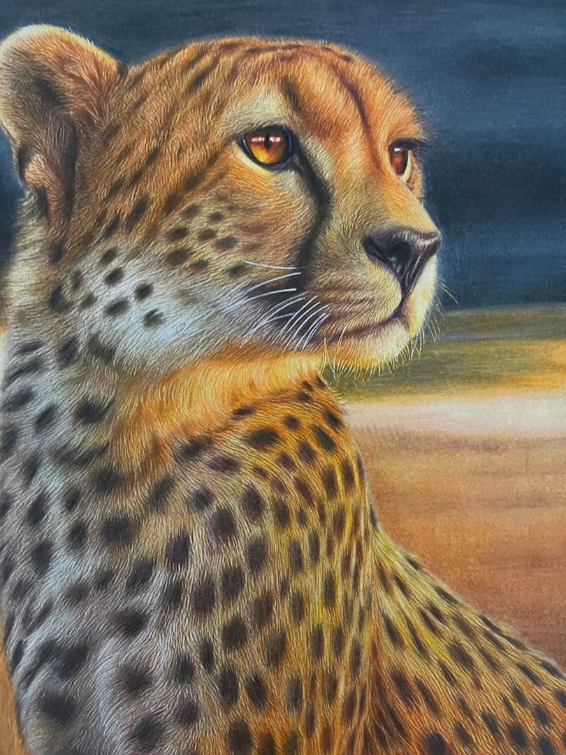 色鉛筆画A4 チーター.3