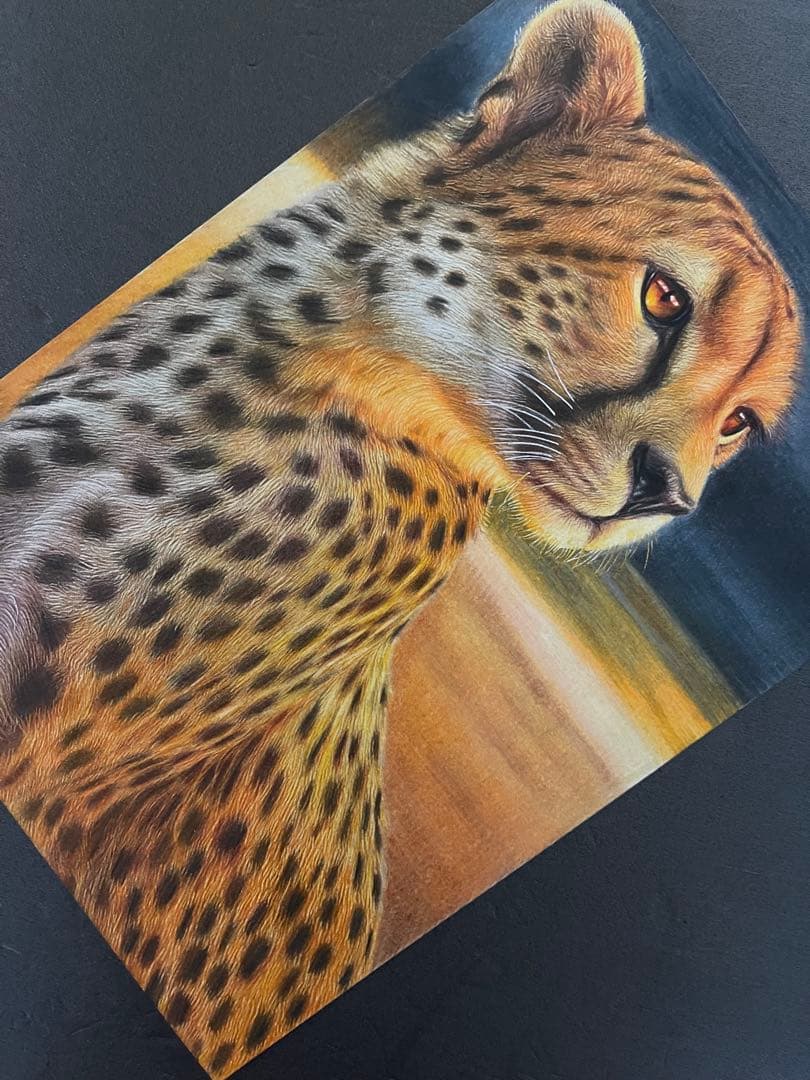 色鉛筆画A4 チーター.3