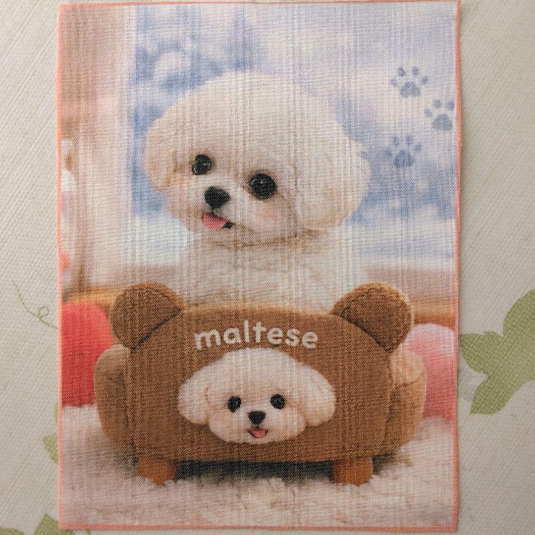 ☆受付☆マルチーズ・ミニサイズ