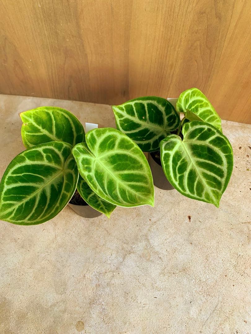 アンスリウム・どら焼き　２個セット‼️