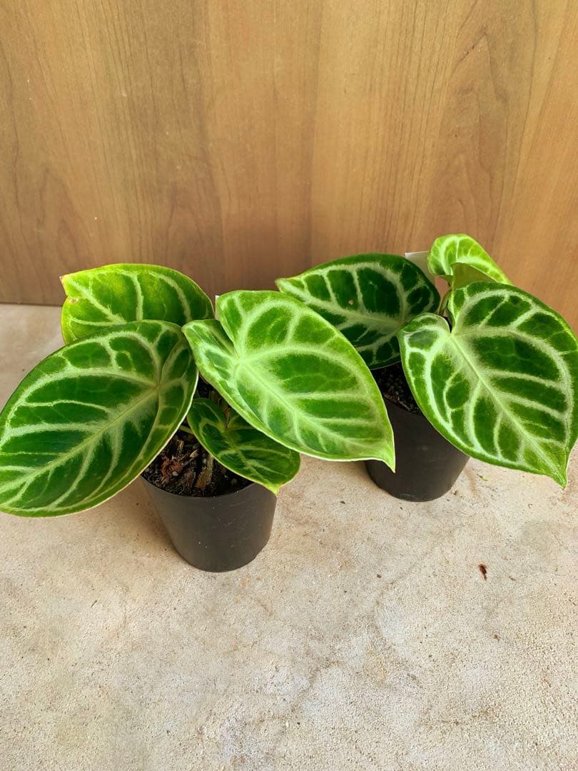 アンスリウム・どら焼き　２個セット‼️