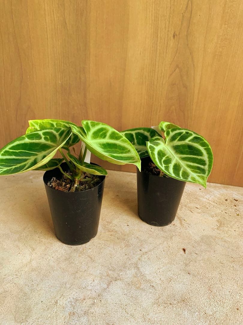 アンスリウム・どら焼き　２個セット‼️