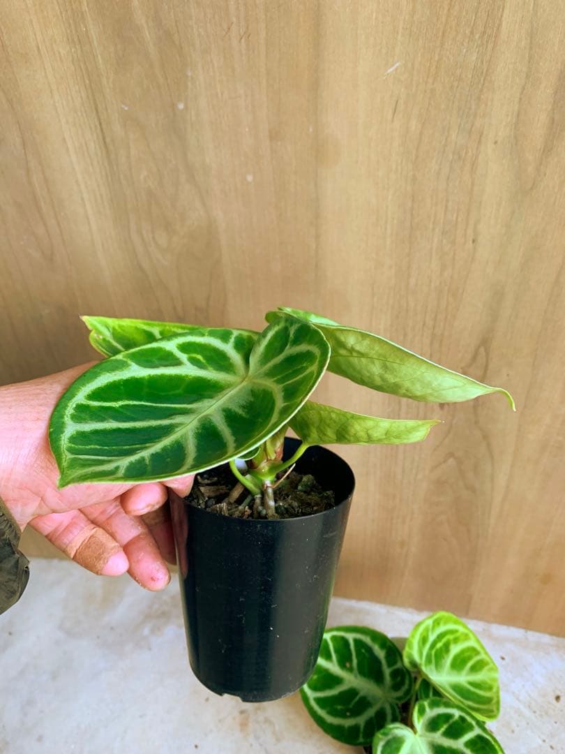 アンスリウム・どら焼き　２個セット‼️