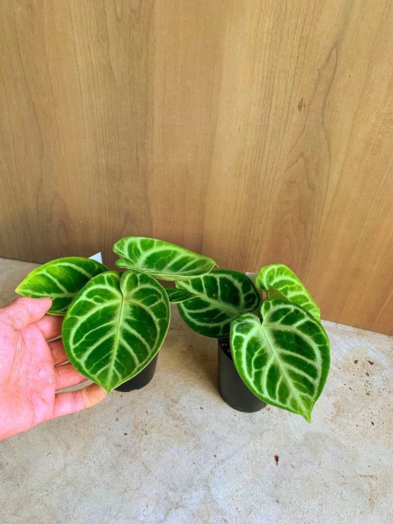 アンスリウム・どら焼き　２個セット‼️