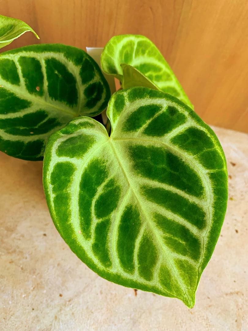 アンスリウム・どら焼き　２個セット‼️