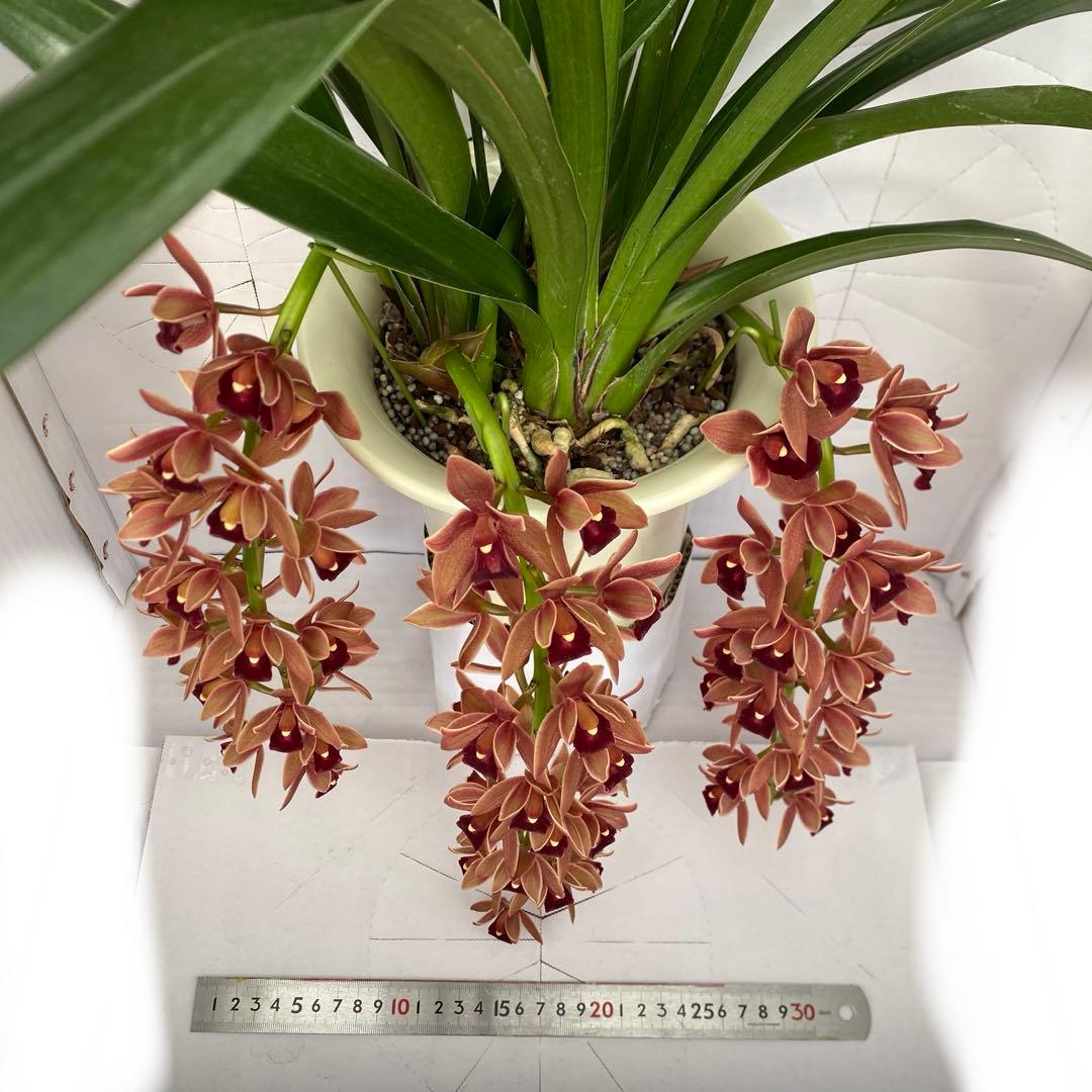 ドロシースティックスティル　フォアゴットンフルーツ①