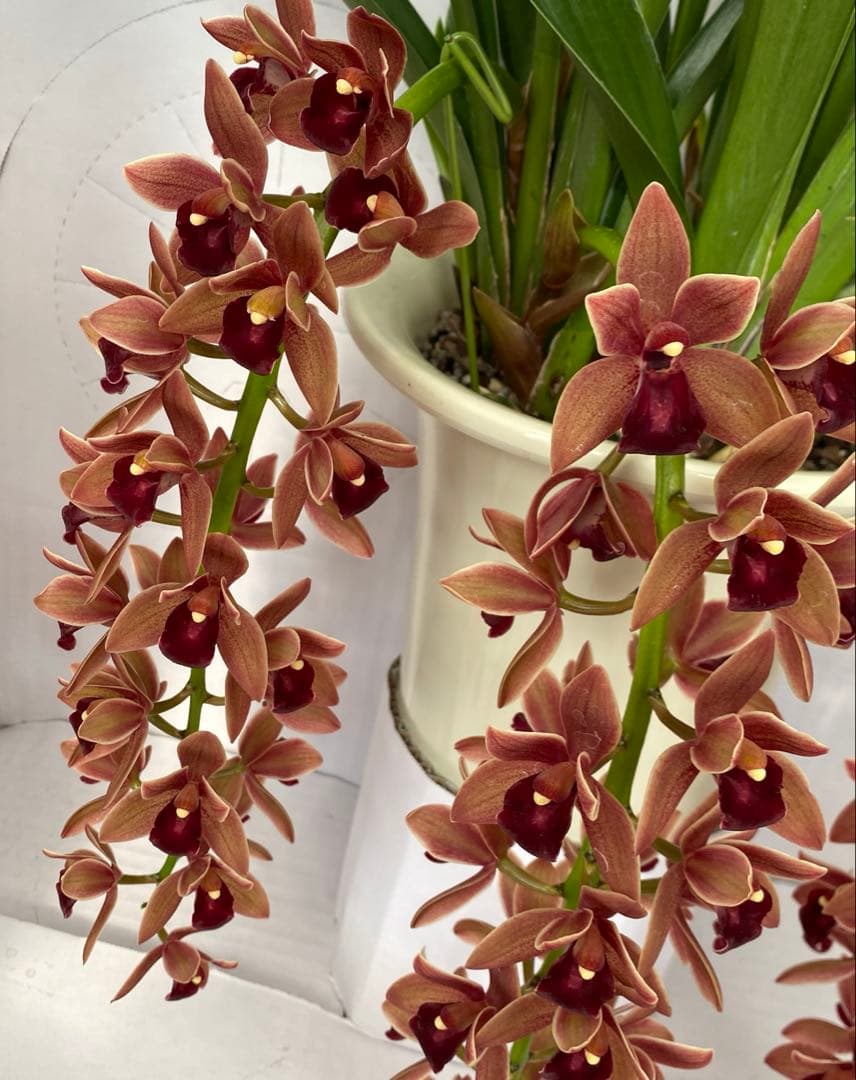 ドロシースティックスティル　フォアゴットンフルーツ①