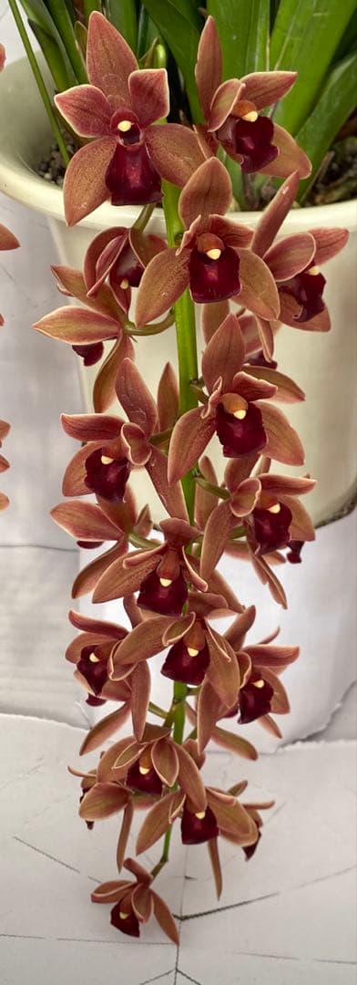 ドロシースティックスティル　フォアゴットンフルーツ①