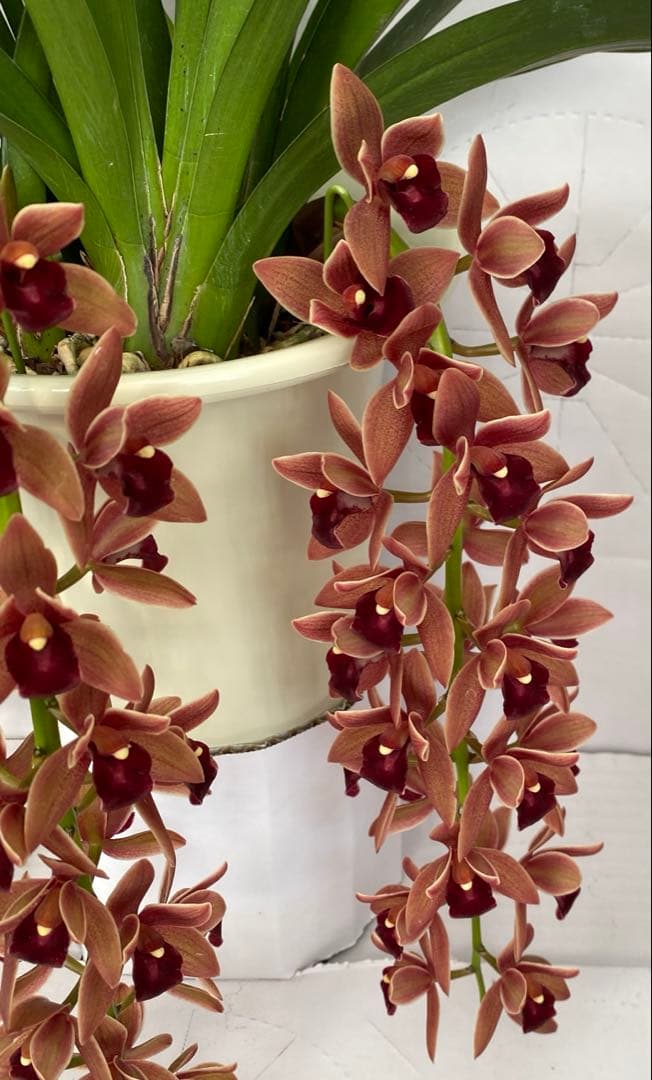 ドロシースティックスティル　フォアゴットンフルーツ①