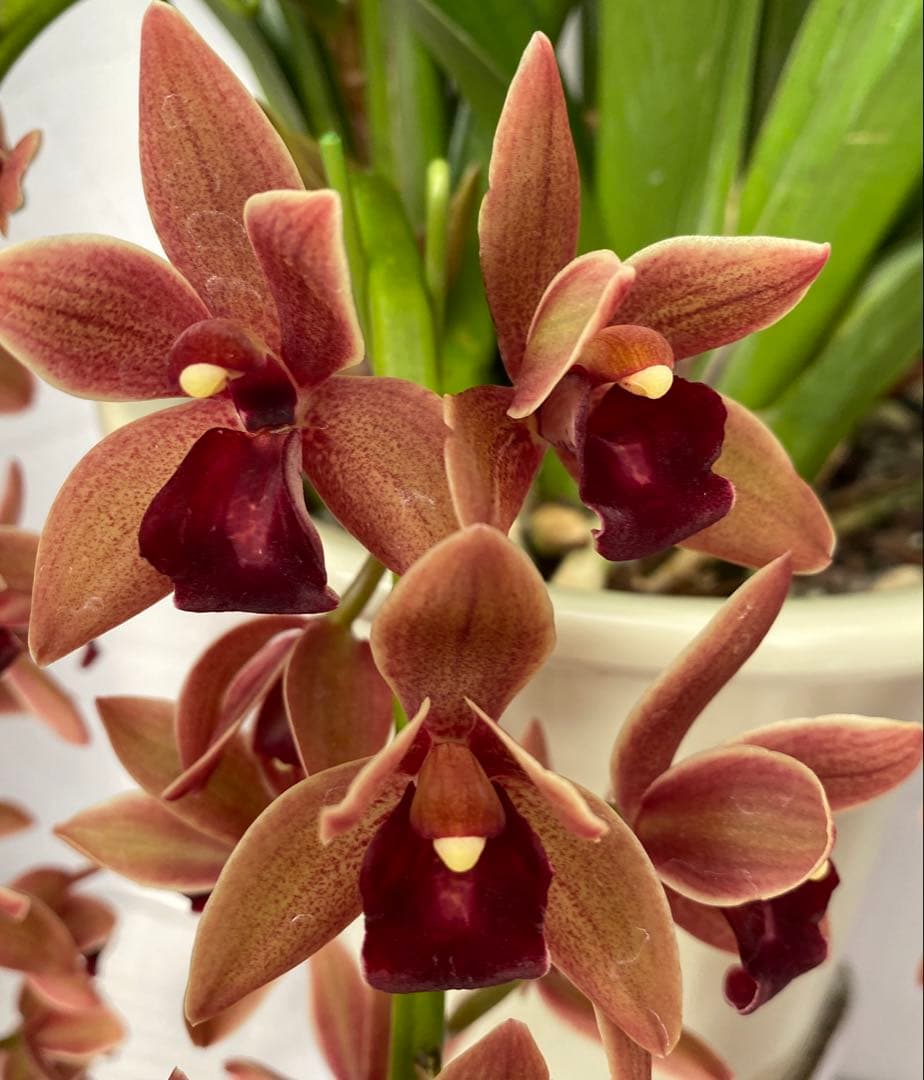 ドロシースティックスティル　フォアゴットンフルーツ①