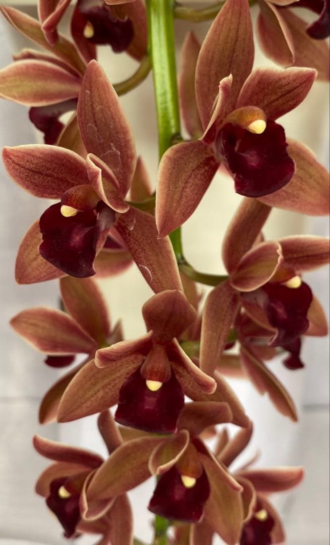 ドロシースティックスティル　フォアゴットンフルーツ①