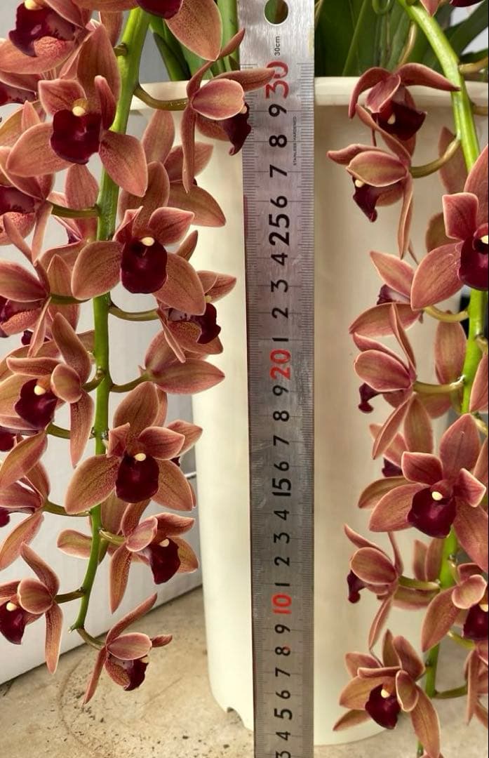 ドロシースティックスティル　フォアゴットンフルーツ①