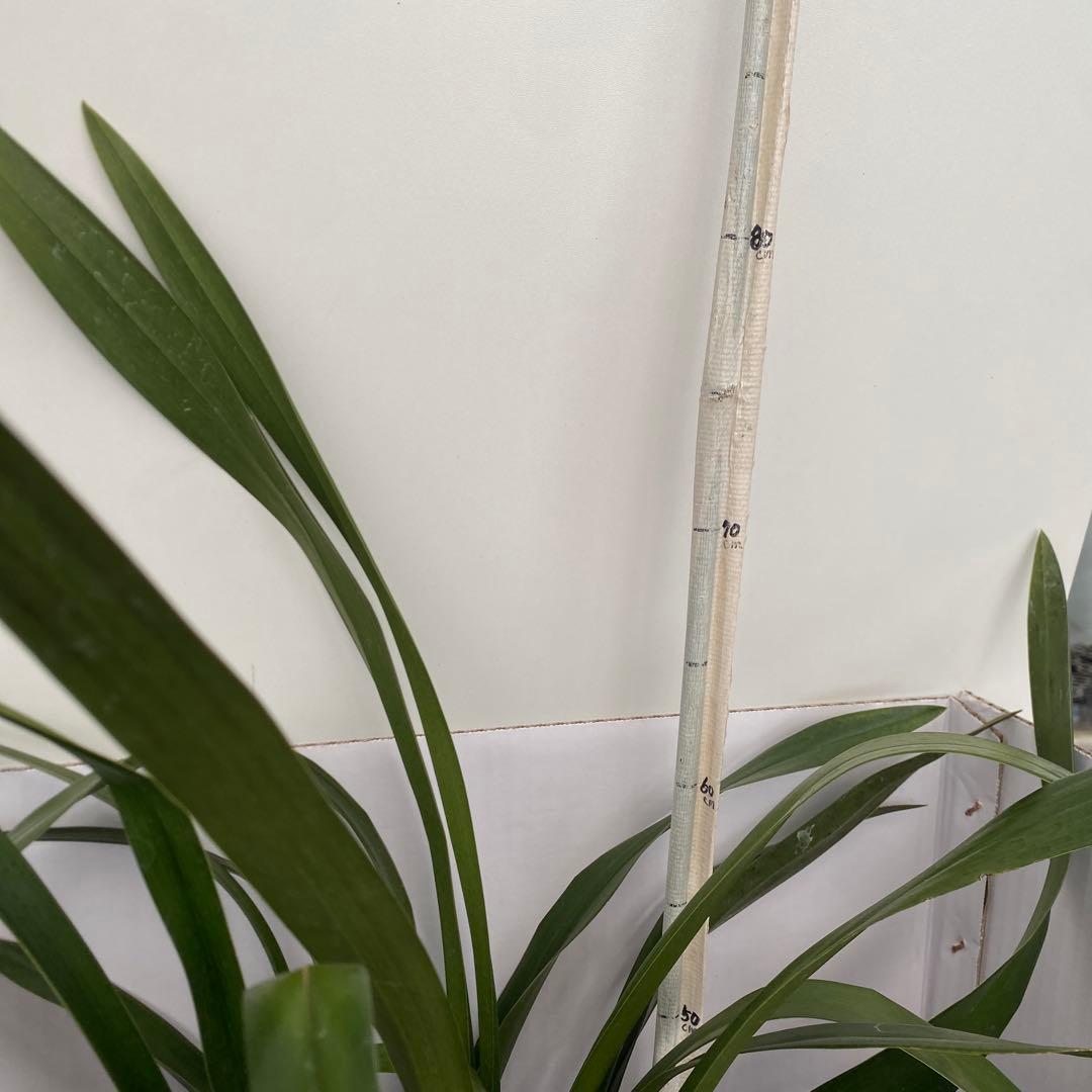 ドロシースティックスティル　フォアゴットンフルーツ①