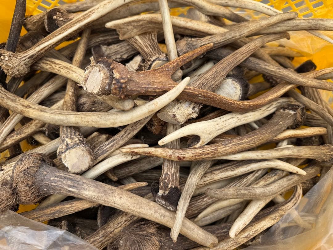 Susi　鹿の角小　3