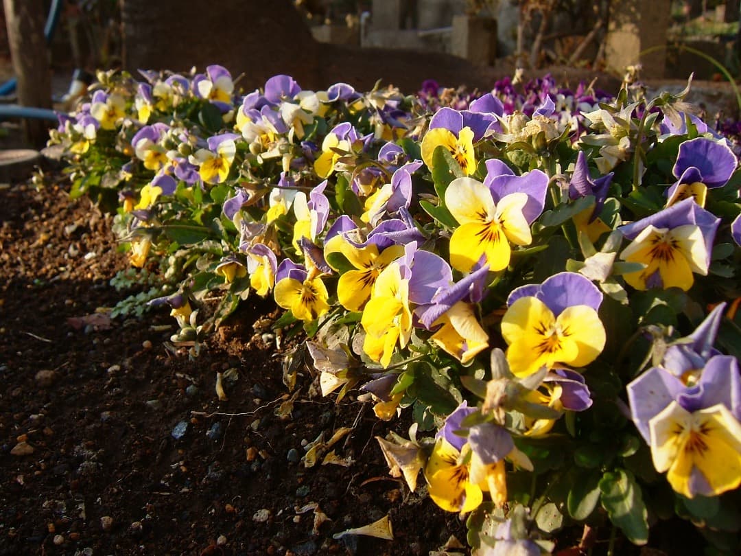 実写美⭕️やや訳あり【動作確認済み】Fujifilm FinePix F710