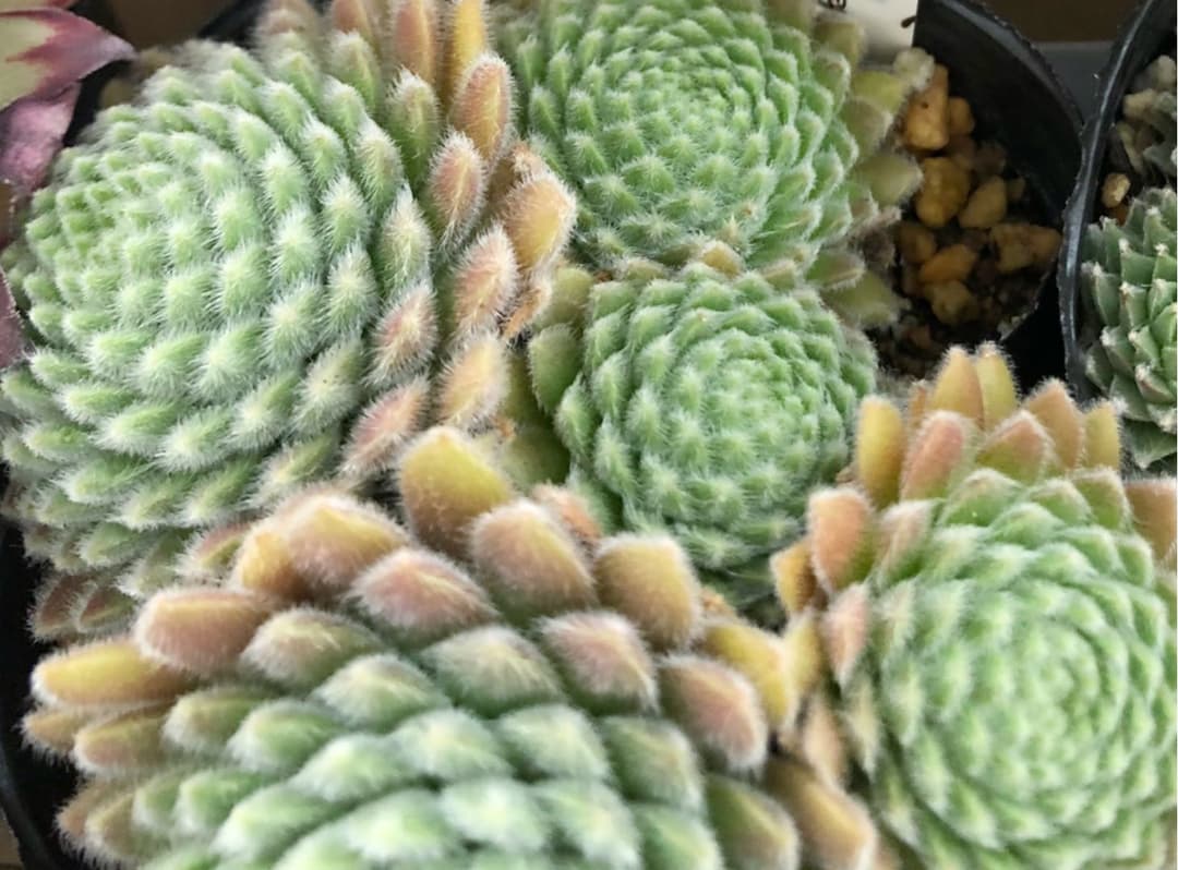 パシフィックグレース【おまとめ1投稿につき100円引き】残り1点!