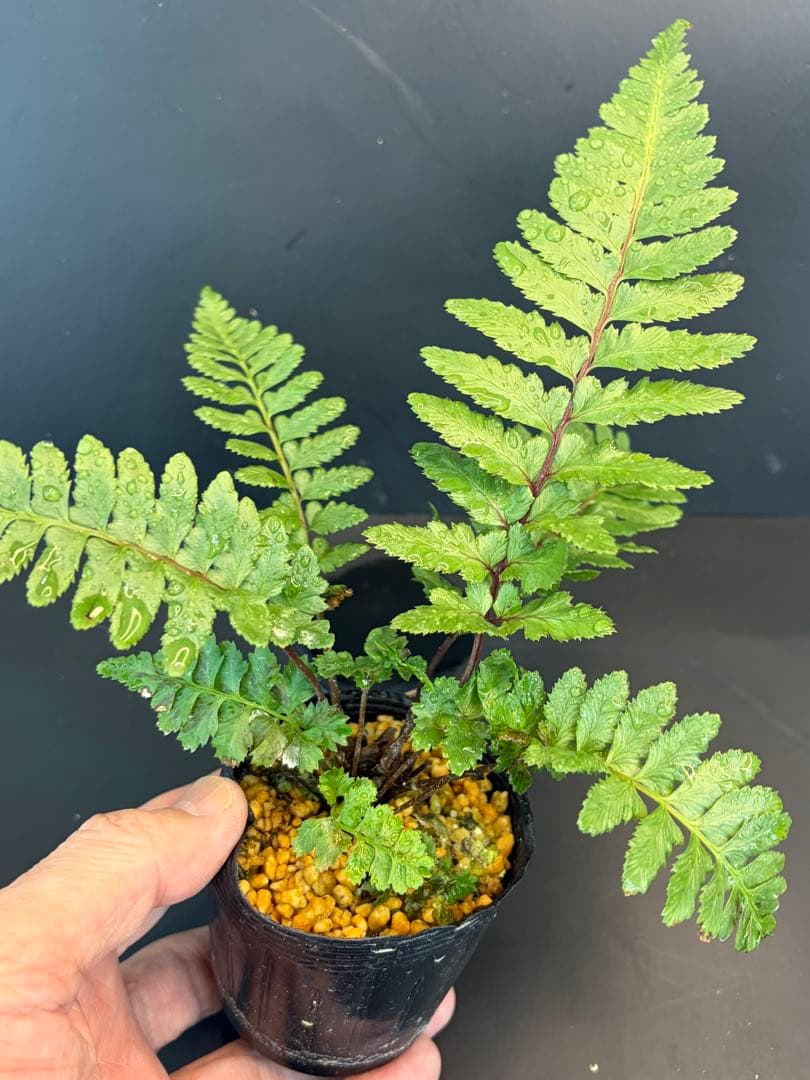 ⭐︎ヘイケイヌワラビ 大株　今年親株になるサイズ