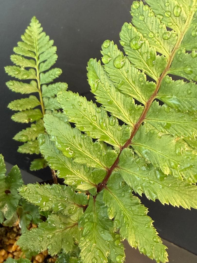 ⭐︎ヘイケイヌワラビ 大株　今年親株になるサイズ
