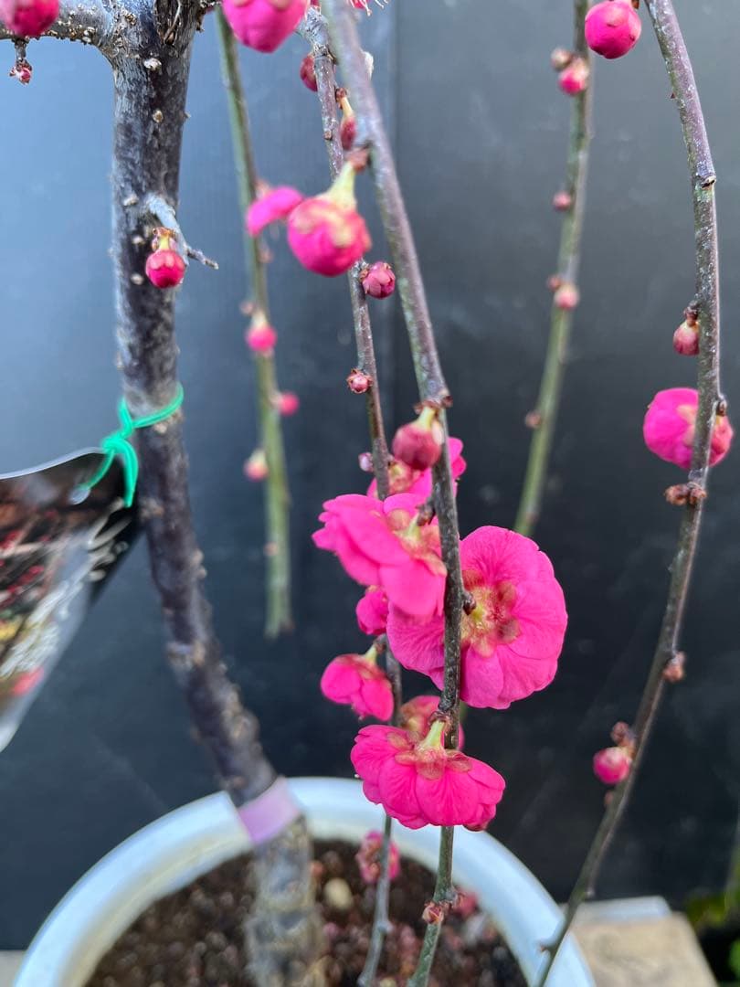 枝垂れ梅（しだれうめ）赤　八重 香り開花し始め　形の良い枝 盆栽　蕾有り 宅急便