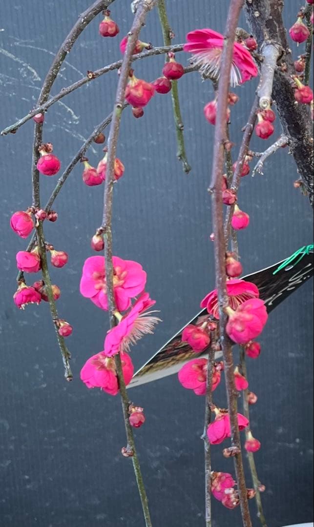 枝垂れ梅（しだれうめ）赤　八重 香り開花し始め　形の良い枝 盆栽　蕾有り 宅急便