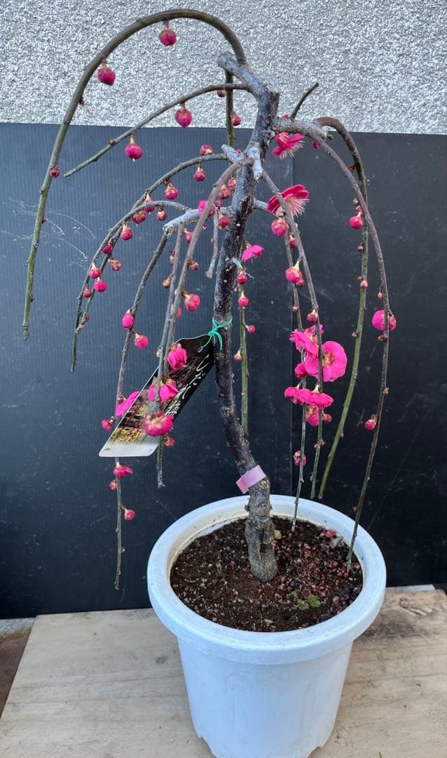 枝垂れ梅（しだれうめ）赤　八重 香り開花し始め　形の良い枝 盆栽　蕾有り 宅急便