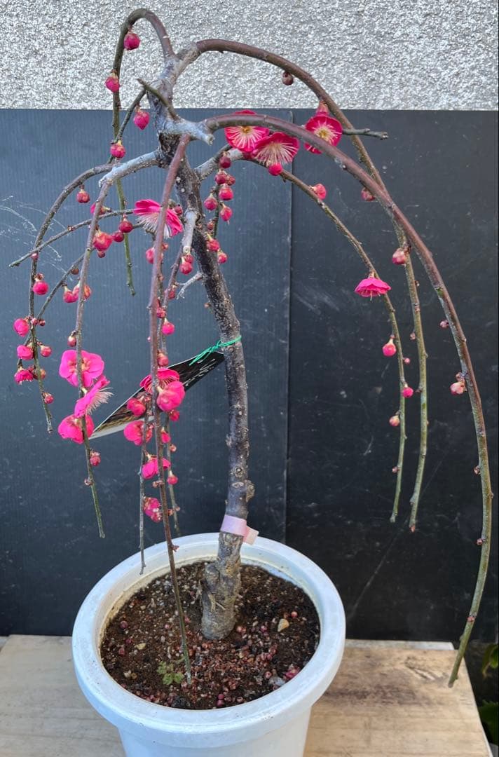 枝垂れ梅（しだれうめ）赤　八重 香り開花し始め　形の良い枝 盆栽　蕾有り 宅急便