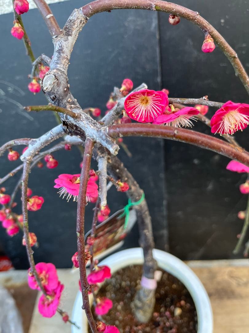 枝垂れ梅（しだれうめ）赤　八重 香り開花し始め　形の良い枝 盆栽　蕾有り 宅急便