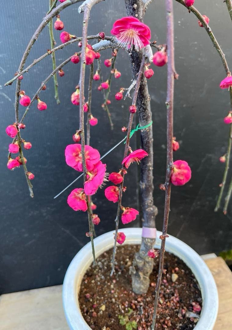 枝垂れ梅（しだれうめ）赤　八重 香り開花し始め　形の良い枝 盆栽　蕾有り 宅急便