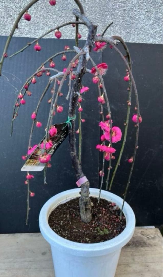 枝垂れ梅（しだれうめ）赤　八重 香り開花し始め　形の良い枝 盆栽　蕾有り 宅急便