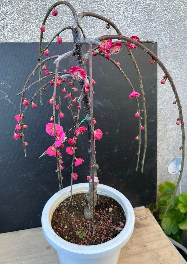 枝垂れ梅（しだれうめ）赤　八重 香り開花し始め　形の良い枝 盆栽　蕾有り 宅急便