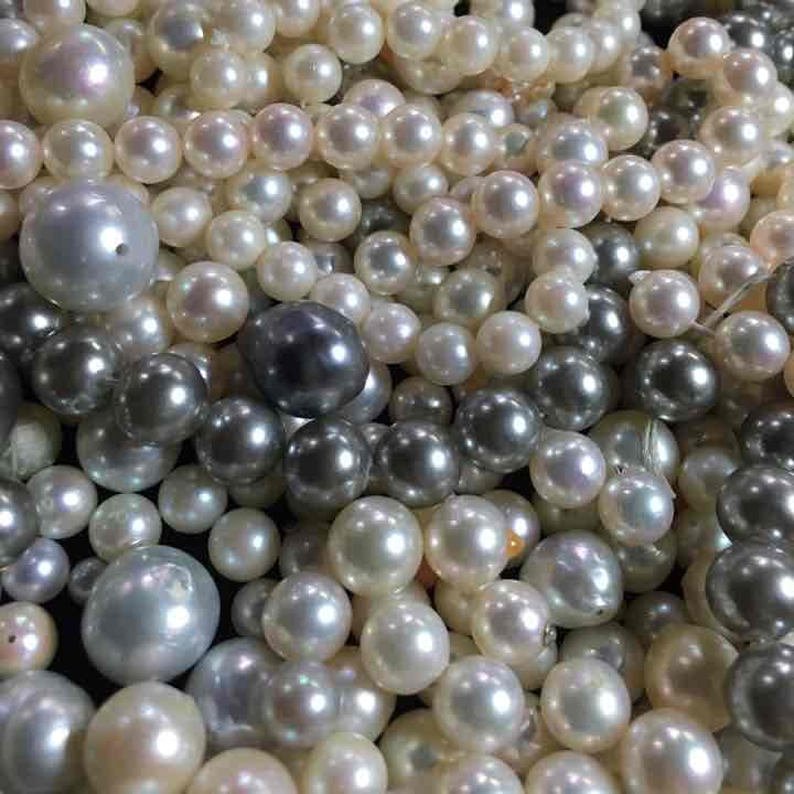パール ルース 【大量】