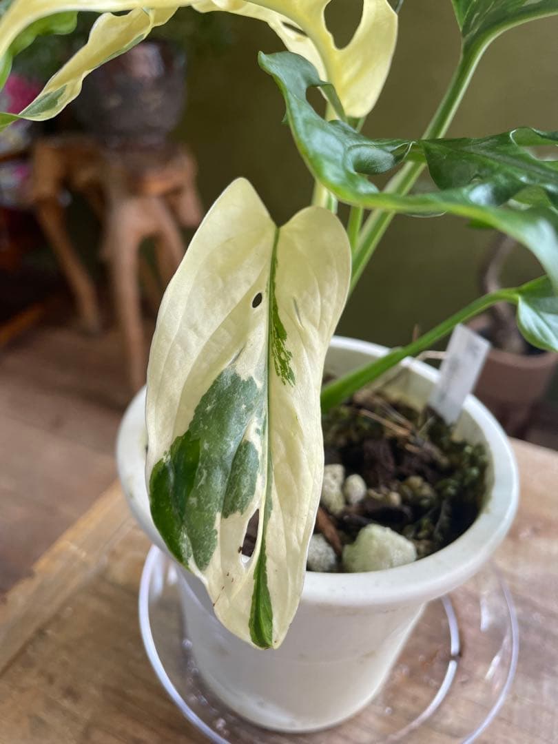 モンステラ　アンダーソニー　バエガタ