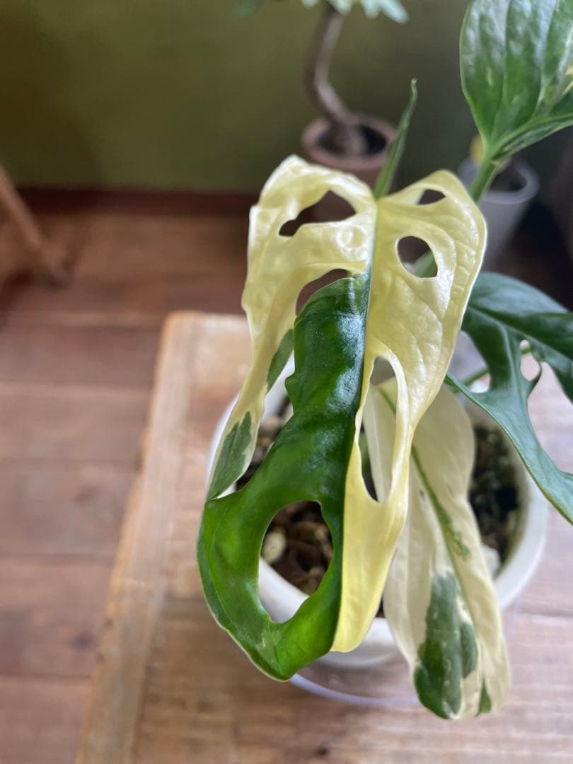 モンステラ　アンダーソニー　バエガタ