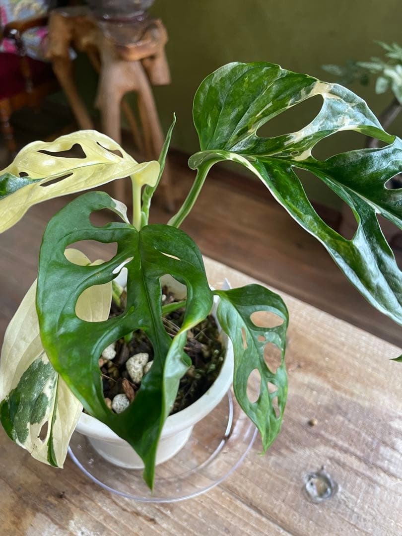 モンステラ　アンダーソニー　バエガタ