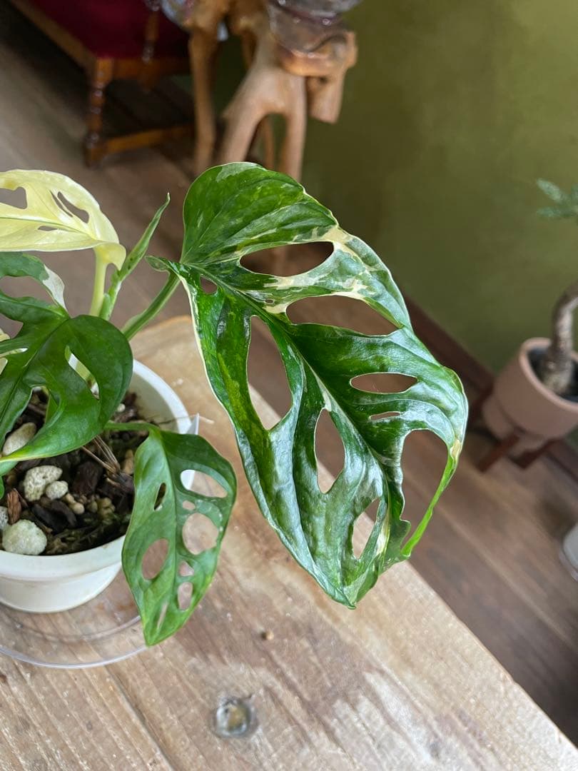 モンステラ　アンダーソニー　バエガタ