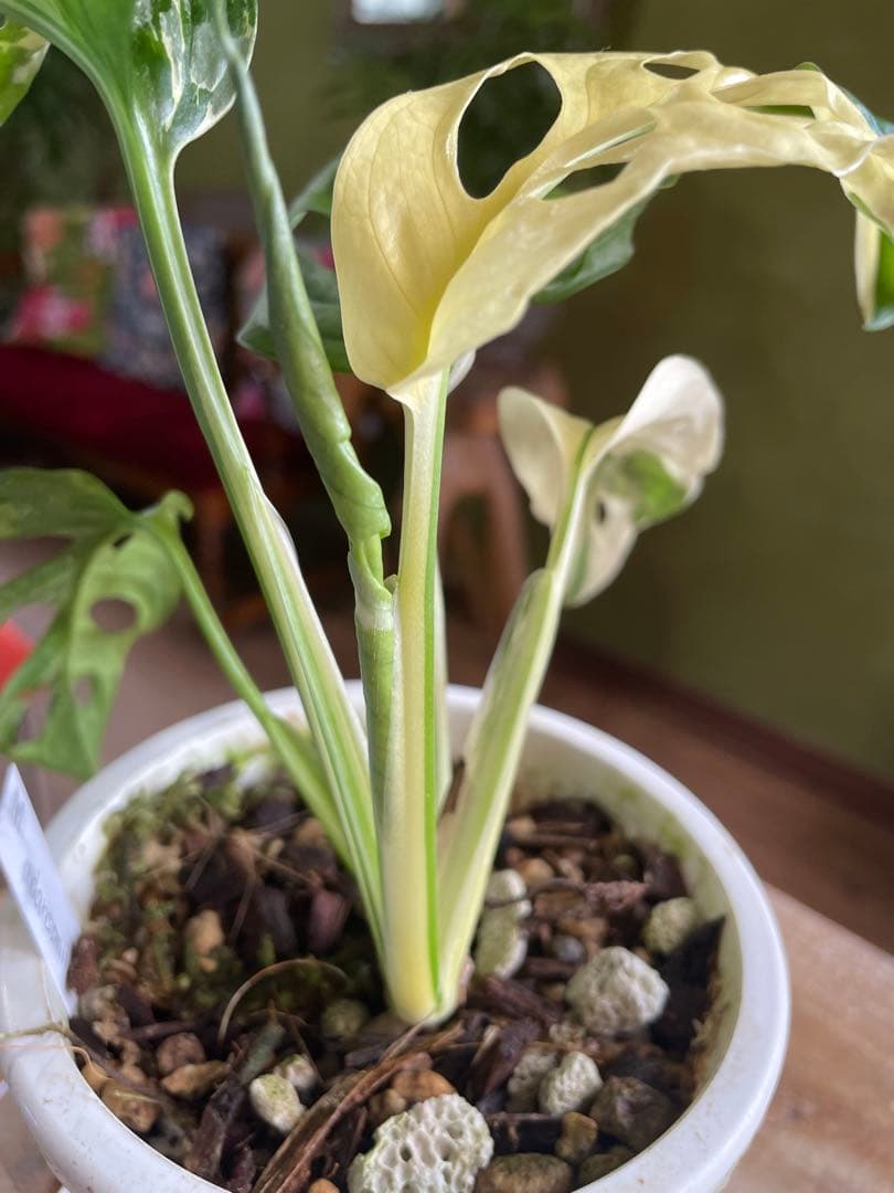 モンステラ　アンダーソニー　バエガタ