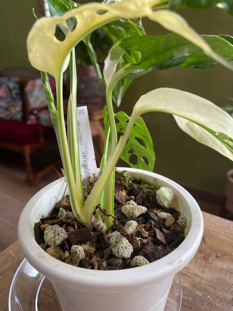 モンステラ　アンダーソニー　バエガタ