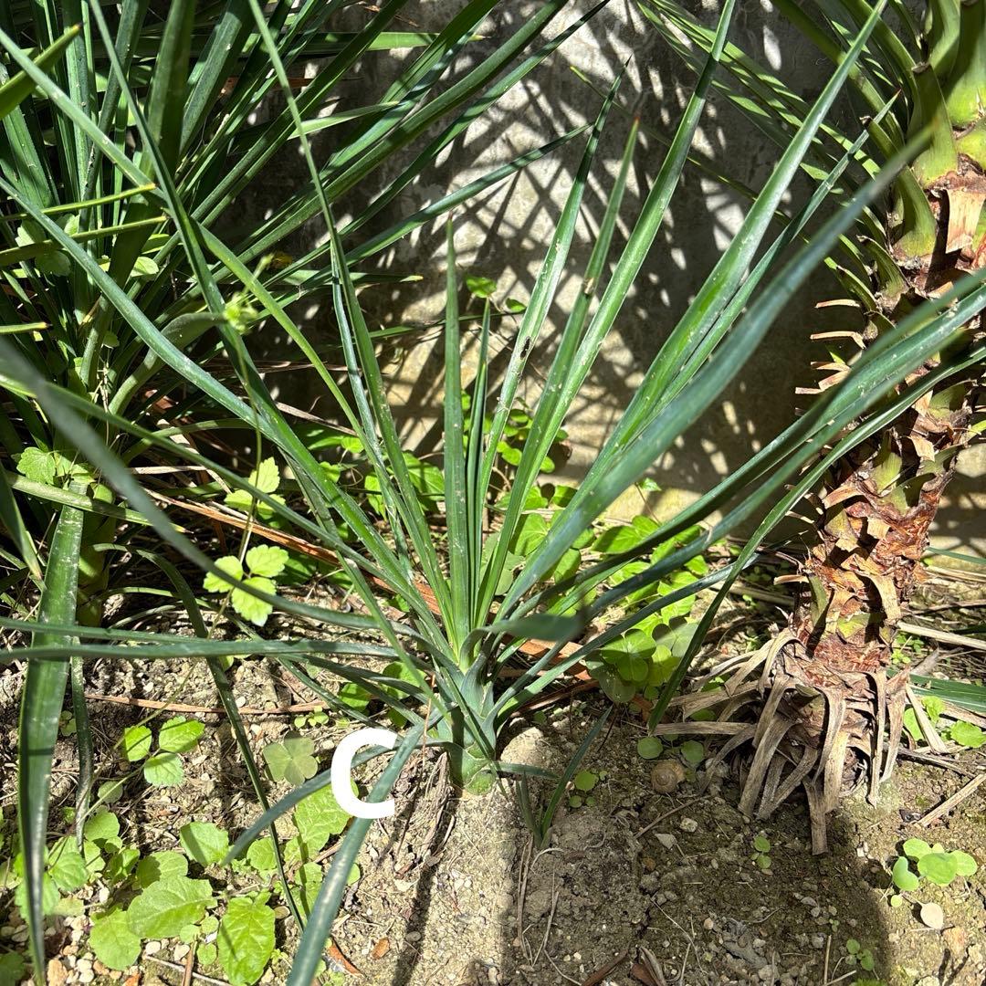 Yucca アロイフォリア　ぬき苗B