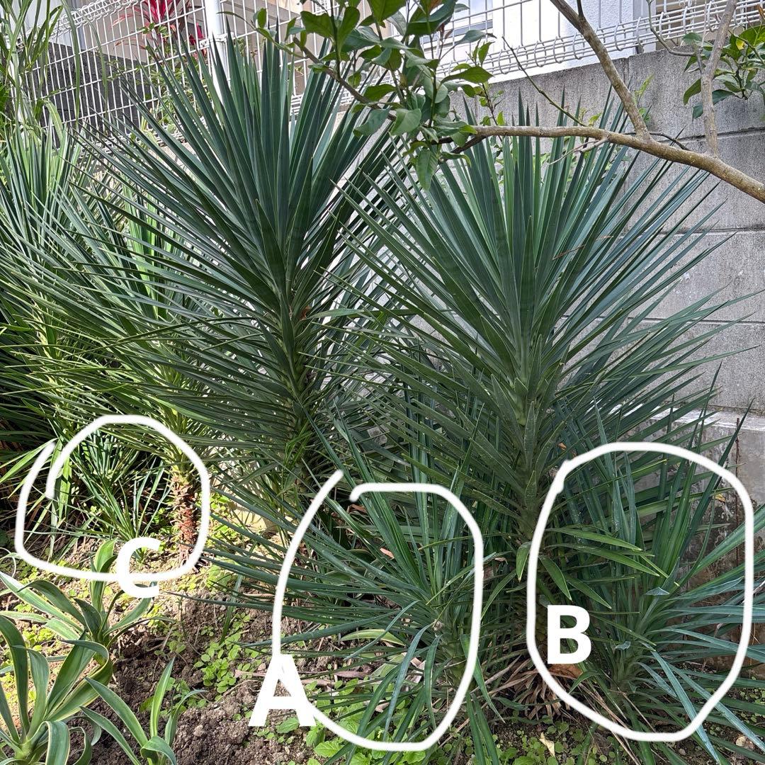 Yucca アロイフォリア　ぬき苗B