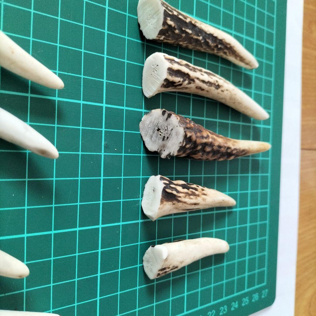 天然鹿の角の先セット